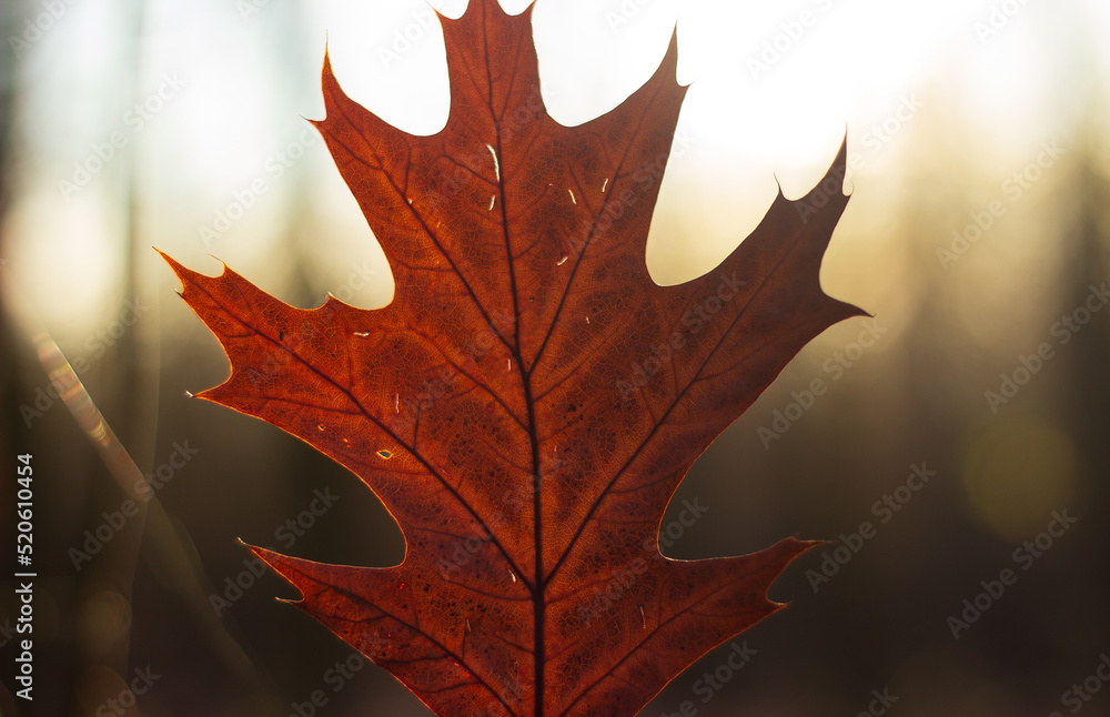 Fototapeta premium red maple leaf