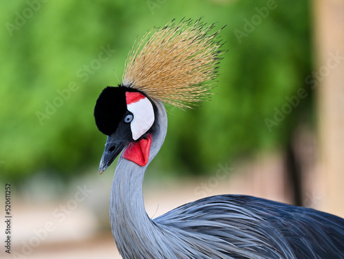Beautiful Grey Crowned Crane  © Vinesh