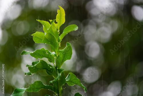 Rainy day background with water drop on green leave.