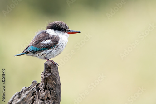 Photography Striped kingfisher (Halcyon chelicuti) perched on an old branch, Maasai Mara Nat