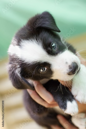 Vertical closeup shot of a black and white border collie puppy photo