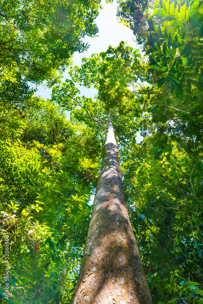 Fototapeta premium Nature green forest with big trees and sky on top