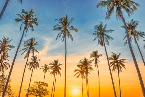 Sunset with palm trees with sunset sky, landscape of palms on island photo