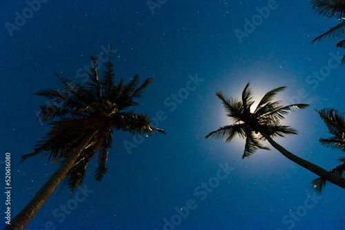 Palm trees under dark blue night sky with full moon and many stars © Pavlo Vakhrushev