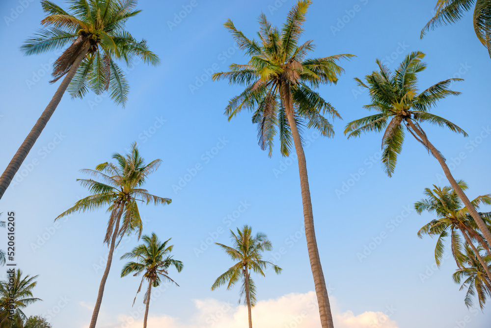Palm trees on sunset blue sky as paradise holiday summer nature background