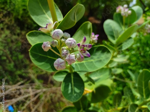 Fotografía Beautiful Shot Of Safed Aak Flowers Ayurvedic Medicinal