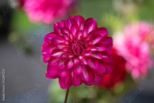 Einzelne Dahliie (Dahlia) Nahaufnahme