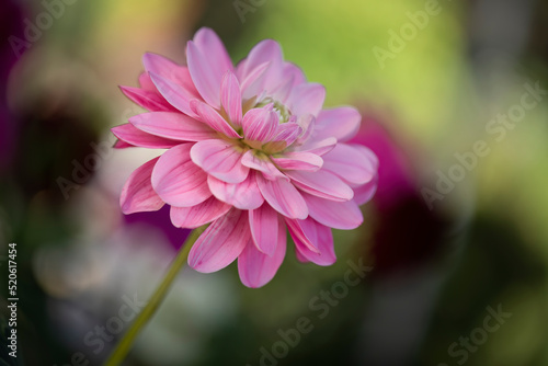 Einzelne Dahliie (Dahlia) Nahaufnahme