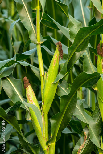 Green corn growing in a field