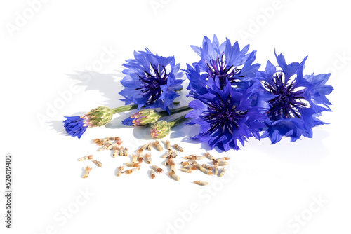 Freshly harvested seeds and inflorescences of blue cornflowers on a white isolated background.