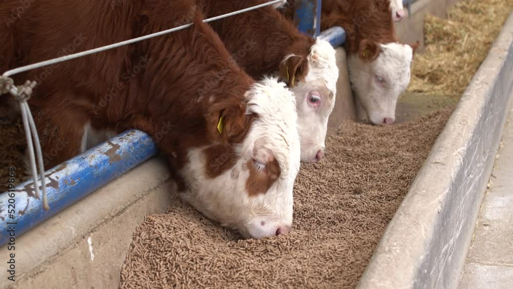Calf feed, calves consuming calf feed. In the open fattening farm