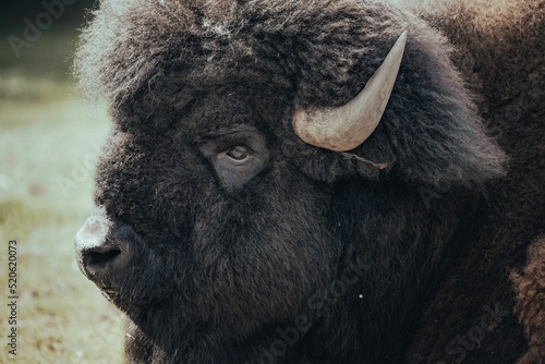 Closeup deatail shot of the head of a Plains bison in the forest photo