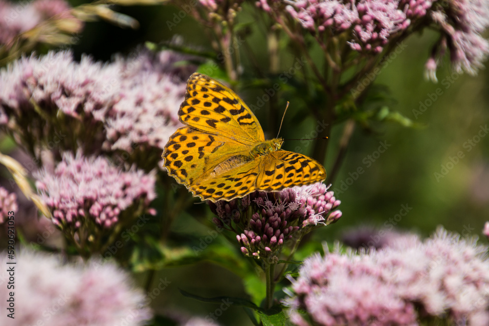 Kaisermantel und kleiner Fuch ,zwei Schmetterlinge auf einer Blüte
Kaisermantel und kleiner Fuch ,zwei Schmetterlinge auf einer Blüte
