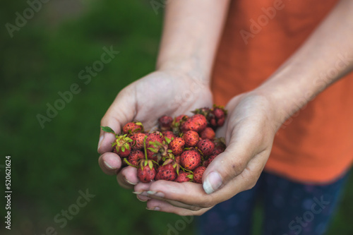 Girll's hands keeping strawberries close up