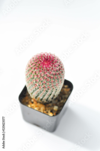 echinocereus pectinatus rubispinus,echinocereus pectinatus or pink cactus or cactus , succulent photo