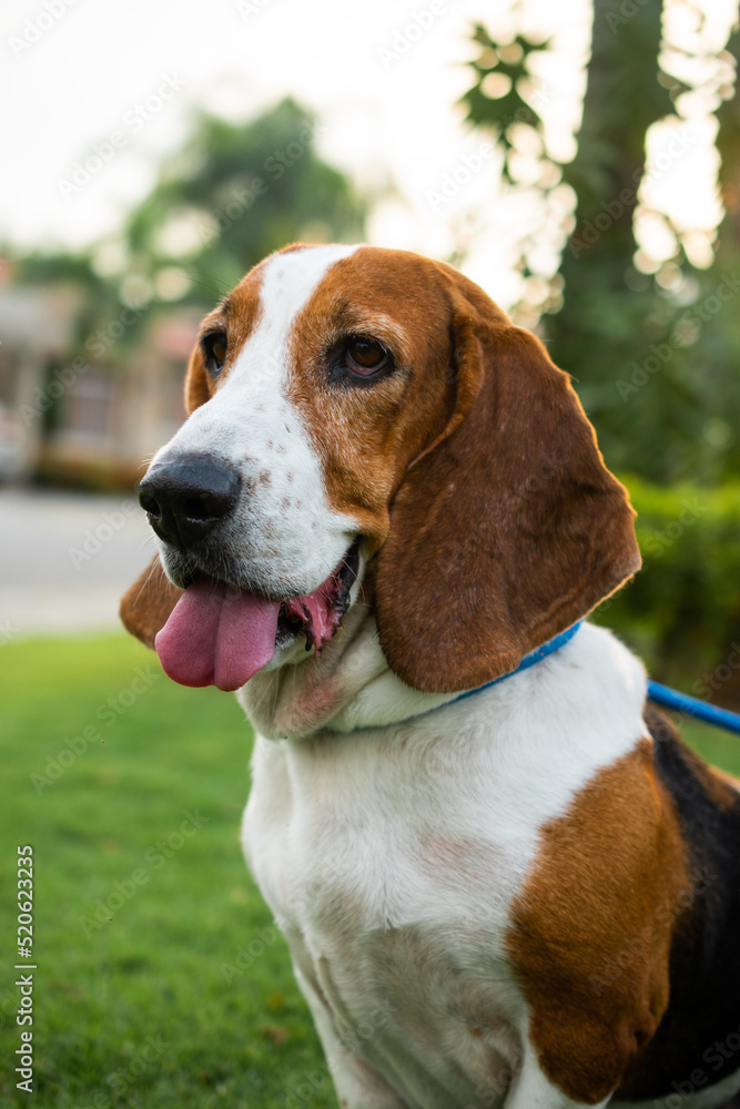 BASSET HOUND EN EL CESPED EN EL ATARDECER BASSET HOUND EN EL CESPED EN EL ATARDECER
