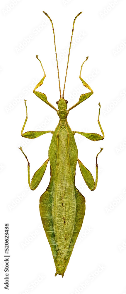 Obraz premium Walking Leaf Insect in White Background