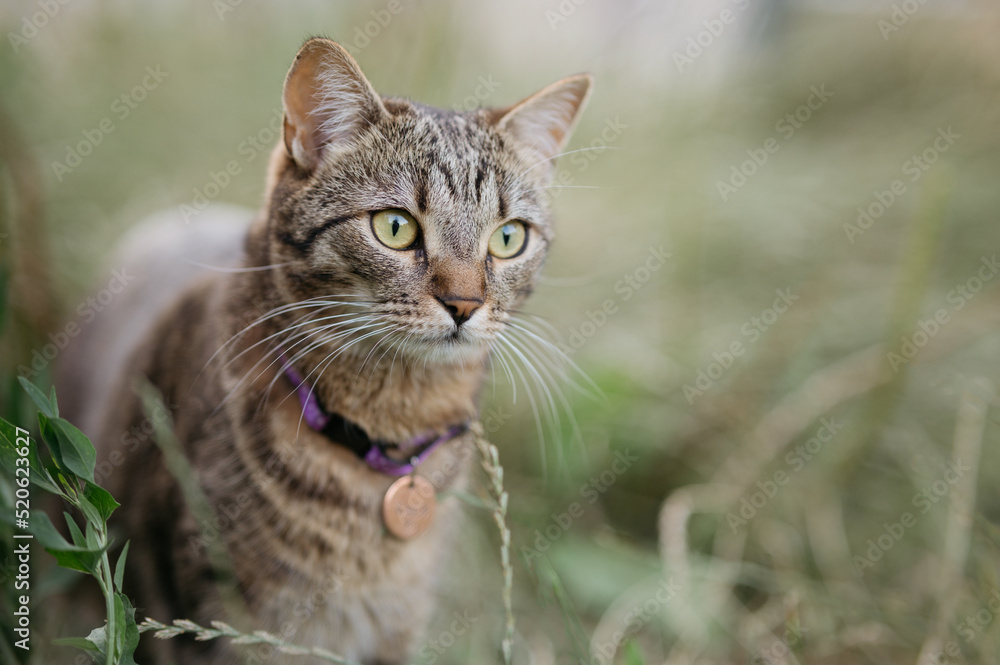 domestic cat with medallion