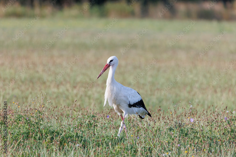 Obraz premium Two white storks forage in a flowering meadow at the edge of the forest