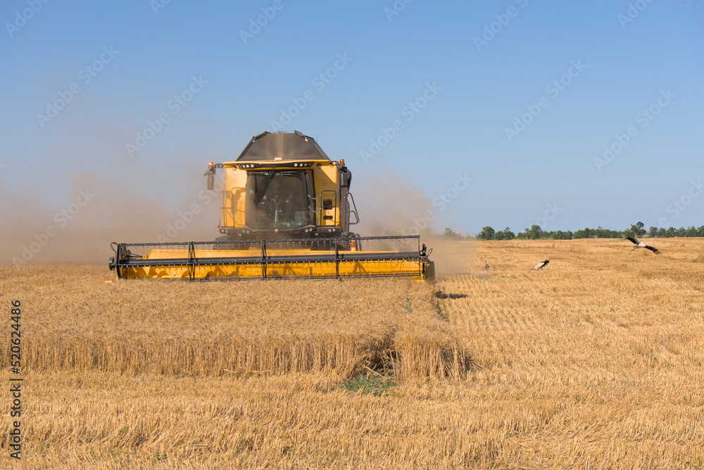 Naklejka premium Combine harvester harvests wheat in a wheat field