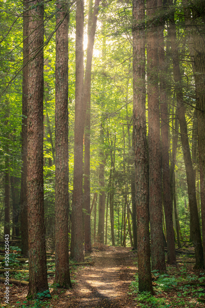 Fototapeta premium Footpath in the forest at Stokes State Forest New Jersey