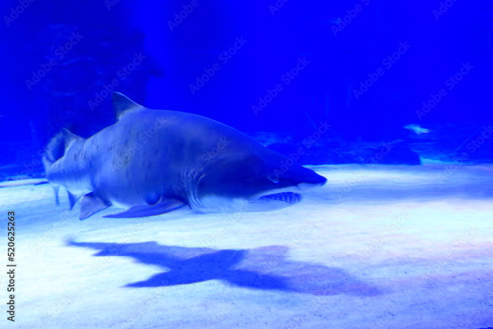 shark at Antalya aquarium in turkey
