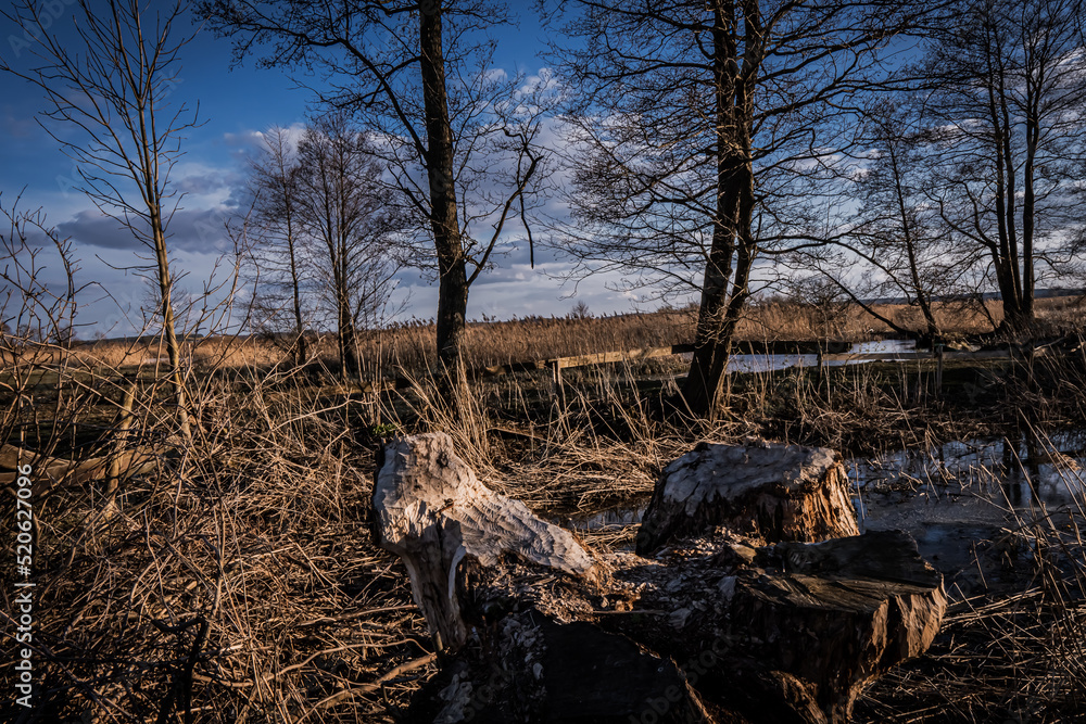 Obraz premium Early spring in the valley of the Narew River in the Narew National Park a sunny afternoon day.