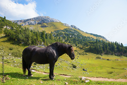Obraz na plátně black Noriker draft horse in alpine landscape