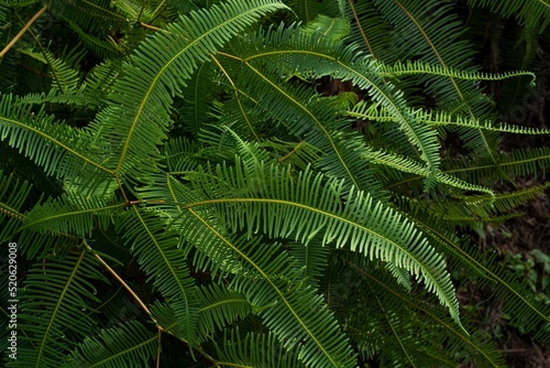 Beautiful view of common ferns in Malaysia (Dicranopteris linearis) photo