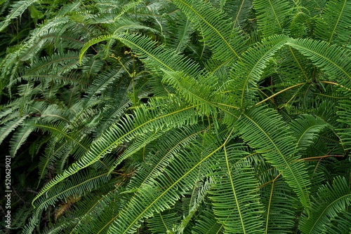 Beautiful view of common ferns in Malaysia (Dicranopteris linearis) photo