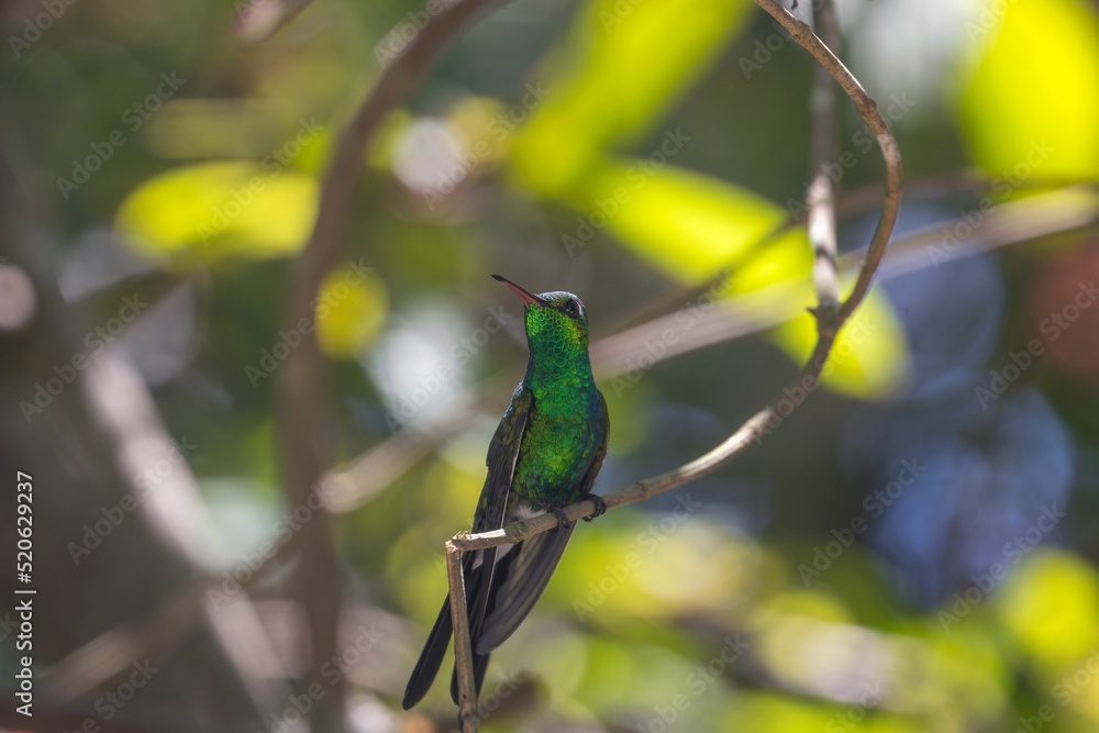 Fototapeta premium Closeup of a cute green Hummingbird sitting on a tree branch during daytime