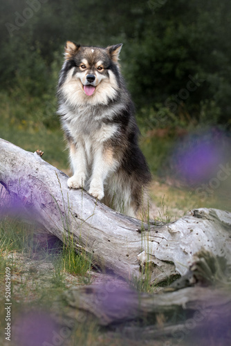 Fototapeta Naklejka Na Ścianę i Meble -  Portrait of a young Finnish Lapphund dog