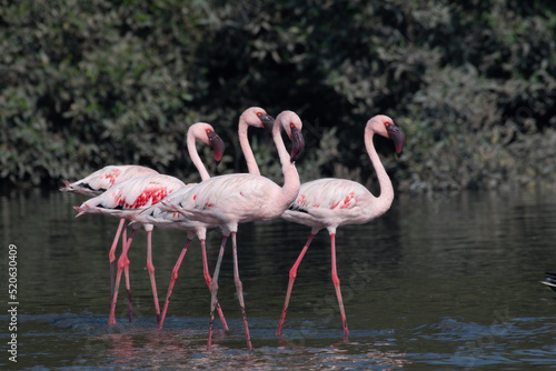 A flock of lesser flamingo (Phoeniconaias minor) seen in the wetlands near Airoli in New Bombay in Maharashtra, India