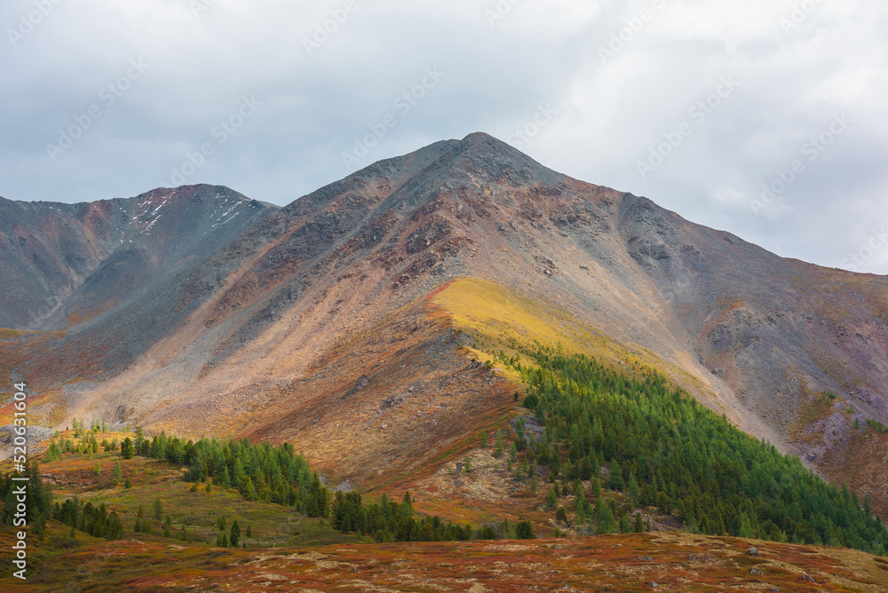 Dramatic motley autumn landscape of high mountain with rocky peaked top and sunlit coniferous forest on multicolor ridge under gray cloudy sky. Vivid autumn colors on mountain in changeable weather.
