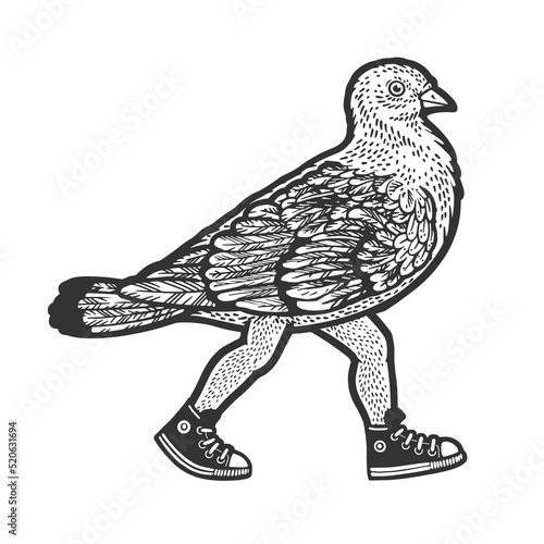 dove pigeon walks on human feet sketch engraving vector illustration. Scratch board imitation. Black and white hand drawn image.