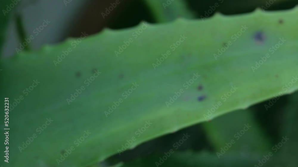 Fresh Aloe vera plant in home garden. Fresh Aloe vera plant in home garden.