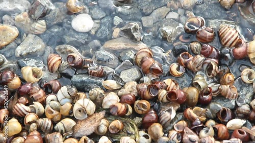 a many shells of snail in the water on river beach