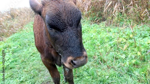 a young cow at rainy weather