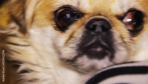 a face of adult pekingese dog