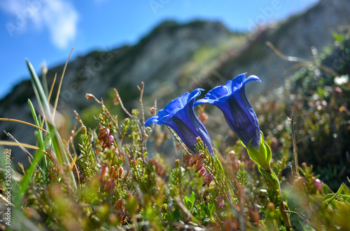 blue gentian (gentiana clusii) blossoming in the bavarian alps photo