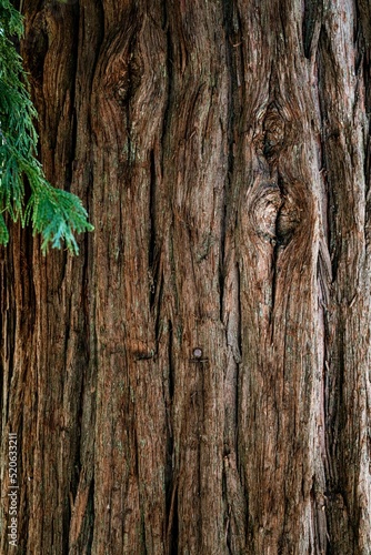 Trees and woods, Big Bear, CA photo