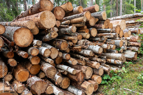 Various cut down tree trunks are piled up in the forest