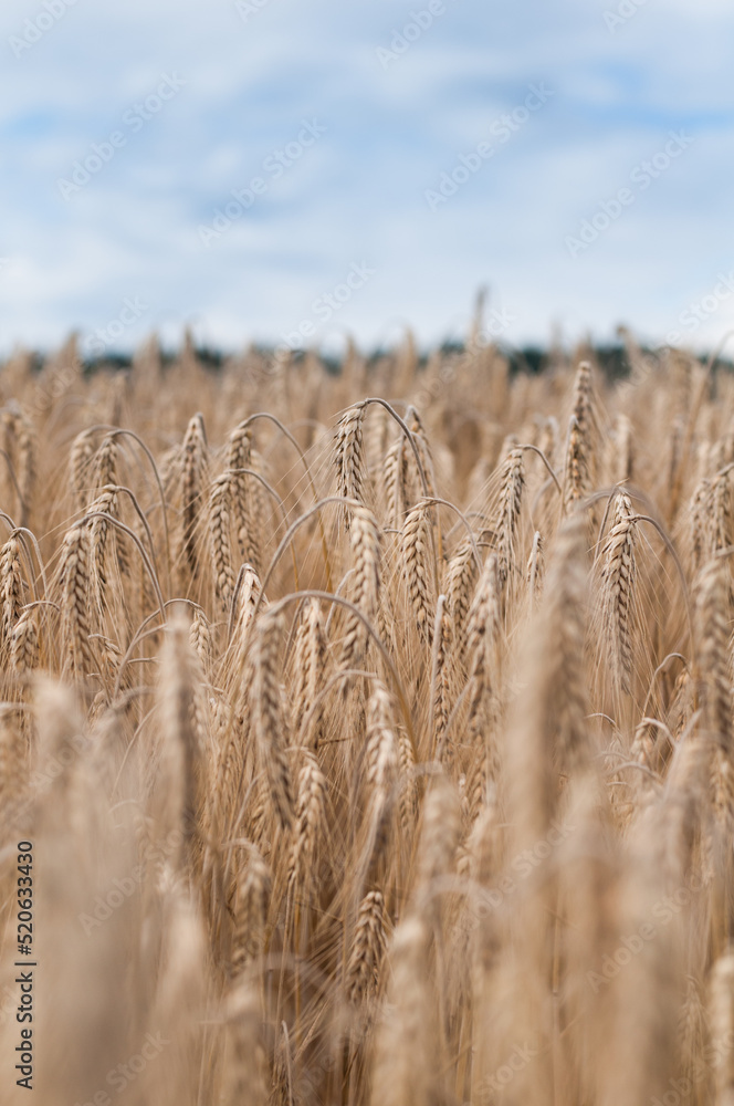 Fototapeta premium harvest of bread. rye field. close-up wheat spikelets. beautiful background