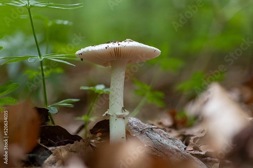 Closeup of a false deathcap mushroom (Amanita citrina) photo