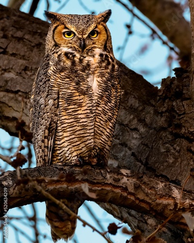 Great Horned Owl Glaring photo