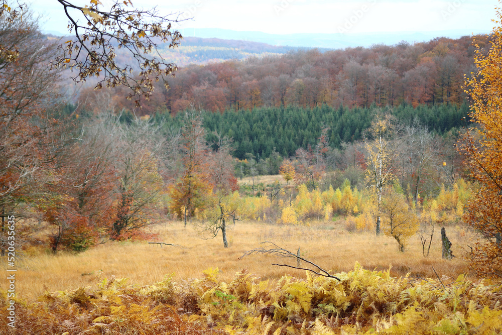 Fototapeta premium in the forest