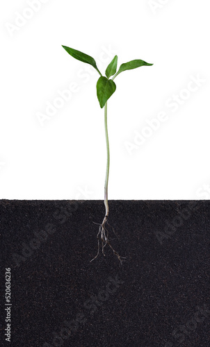 Growing plant with roots visible, isolated on white background