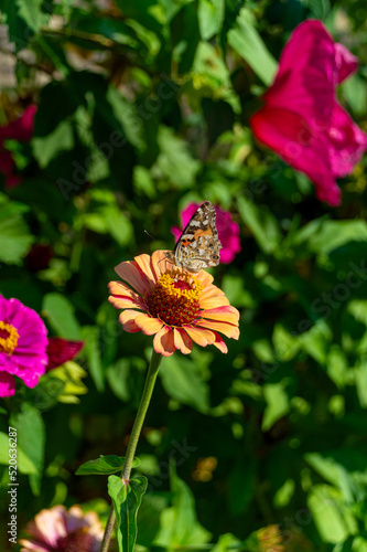 Beautiful butterfly on a flower © alexandra