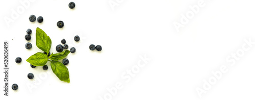 Blueberry berries with green basil leaf on a white background. Banner with place for text.