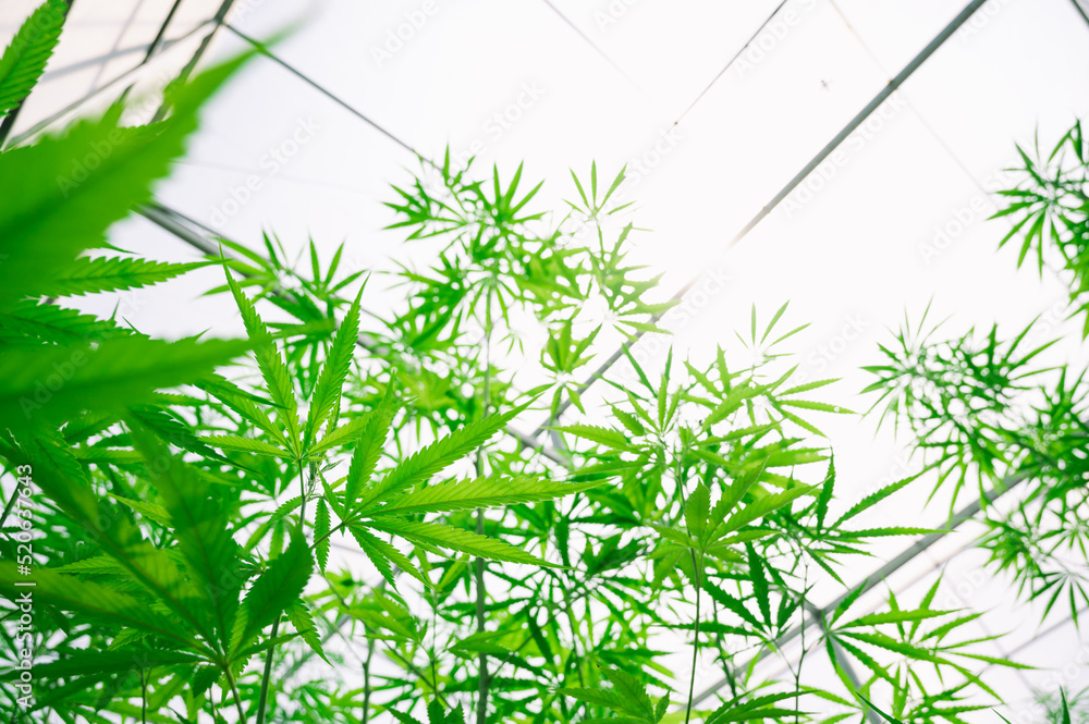 Naklejka premium Marijuana leaves, cannabis plants,Industrial Marijuana Greenhouse Grow Operation